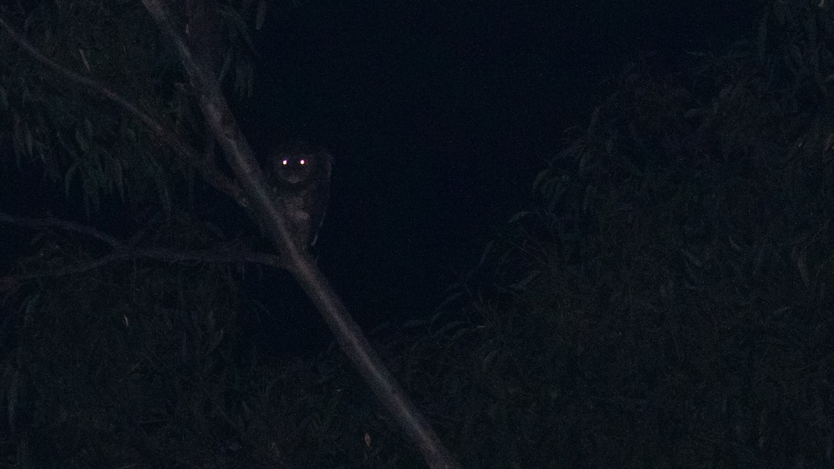 Sooty Owl - ML638057755