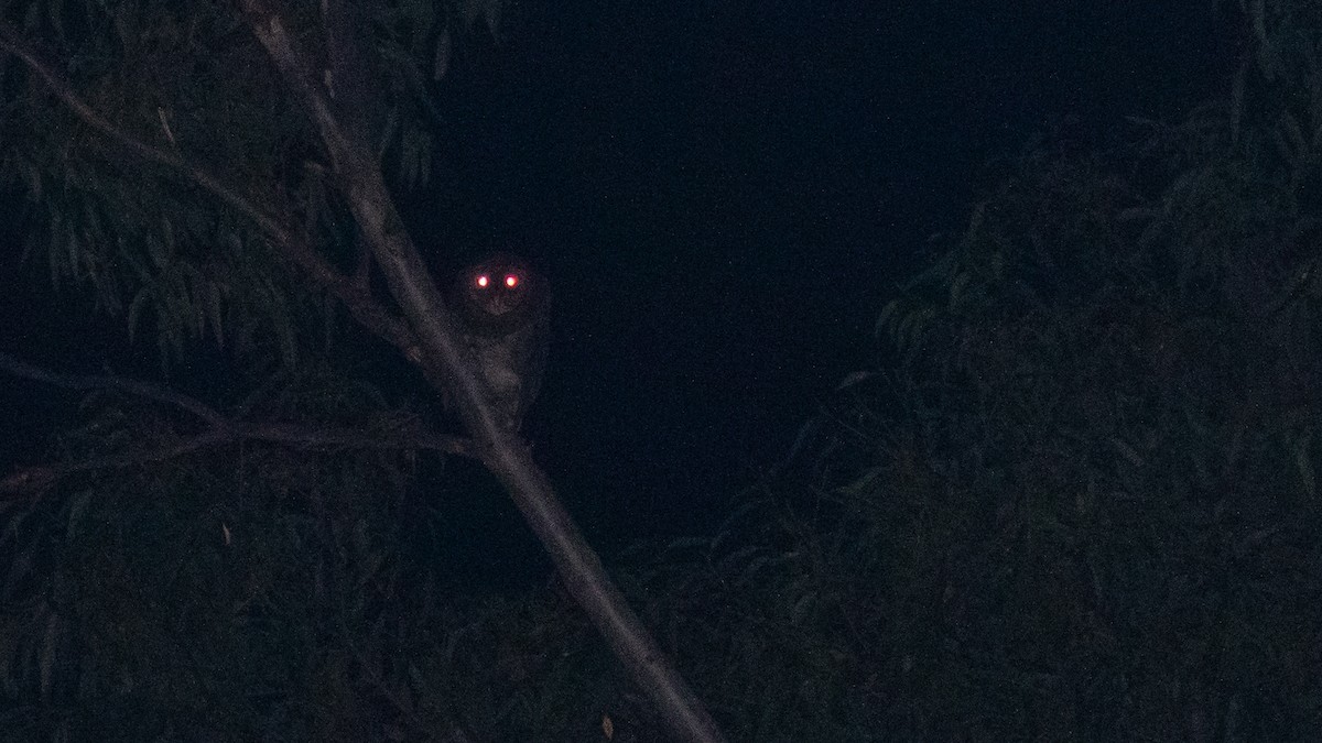 Sooty Owl - ML638057757