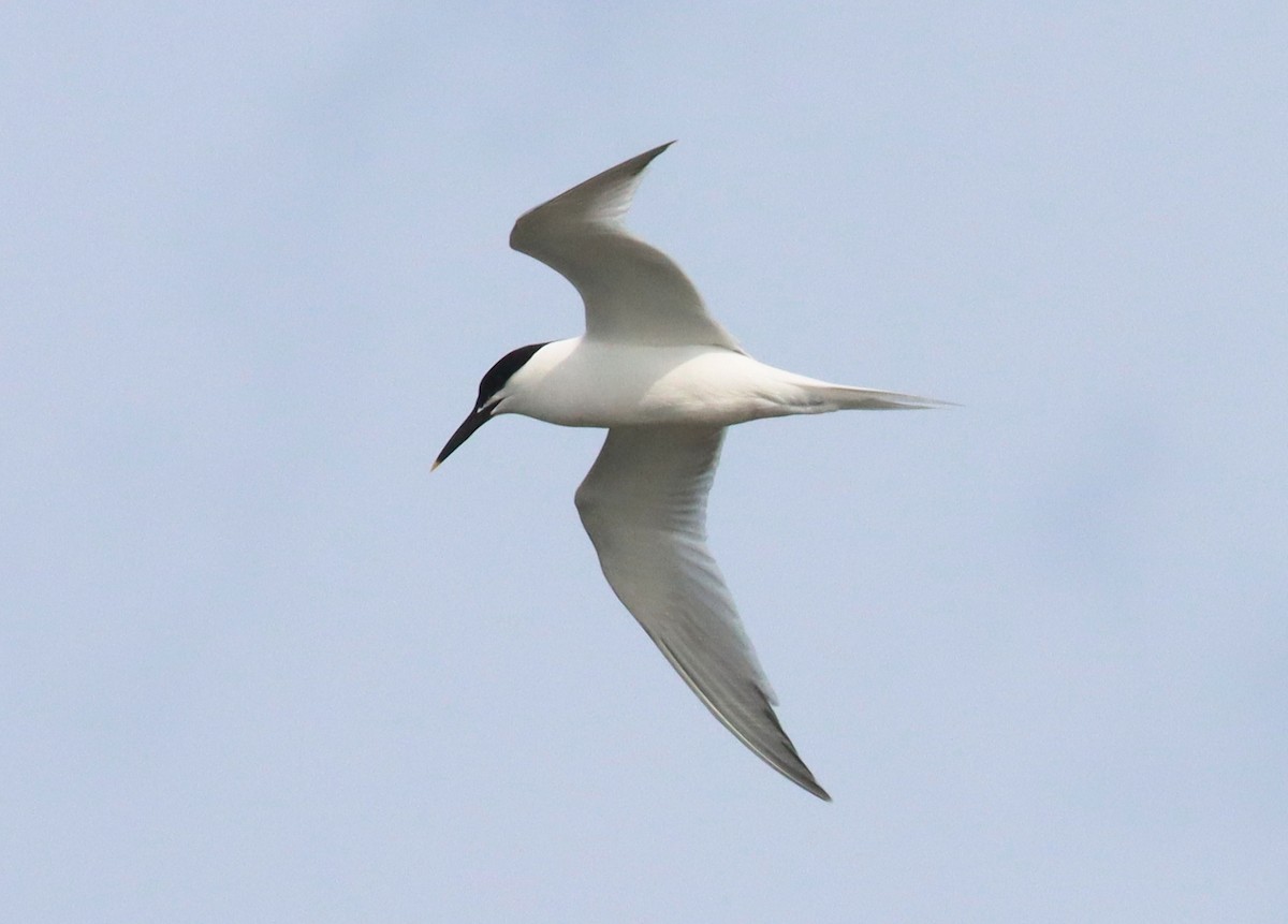 Sandwich Tern - ML638057759