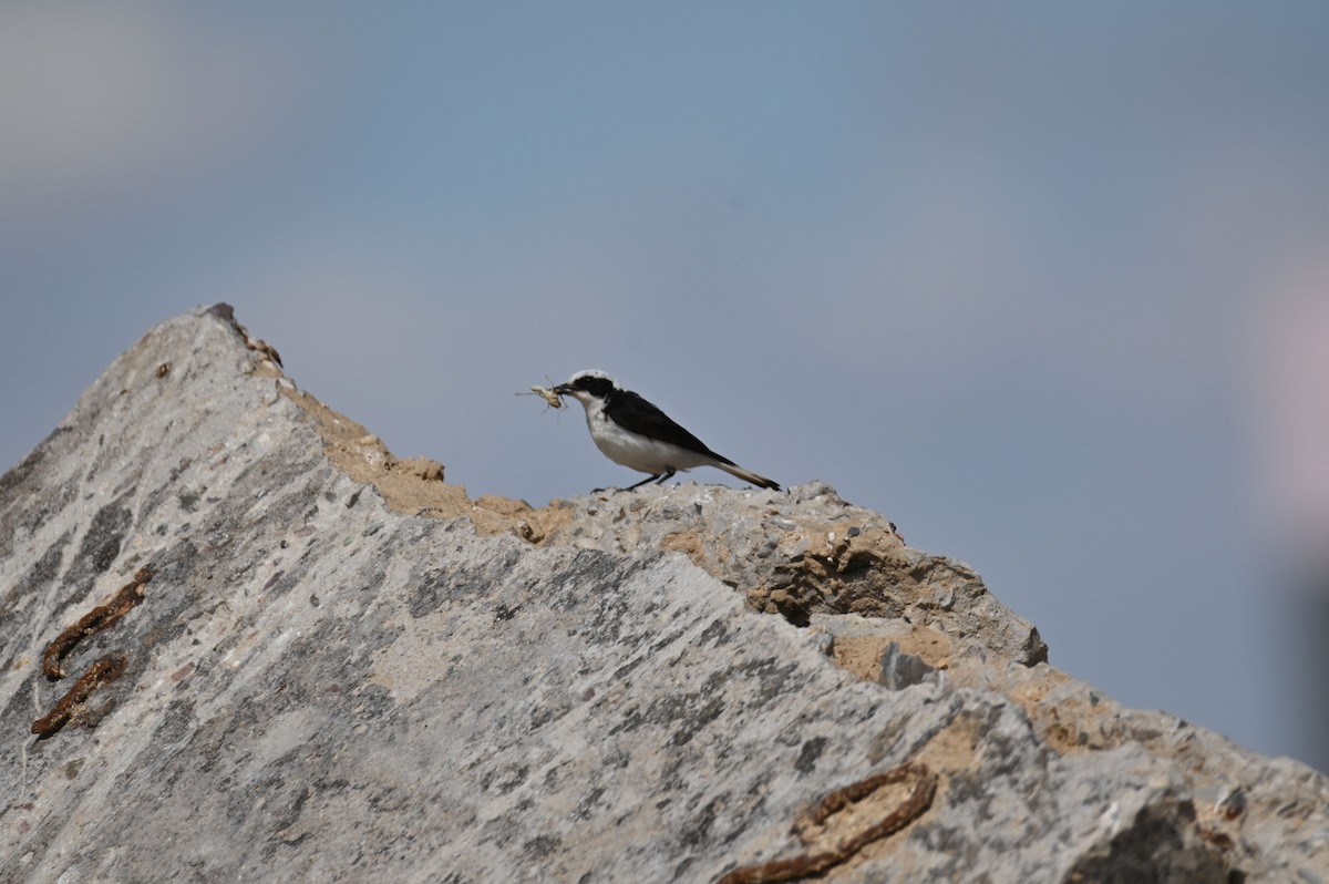 Pied Wheatear - ML638057795