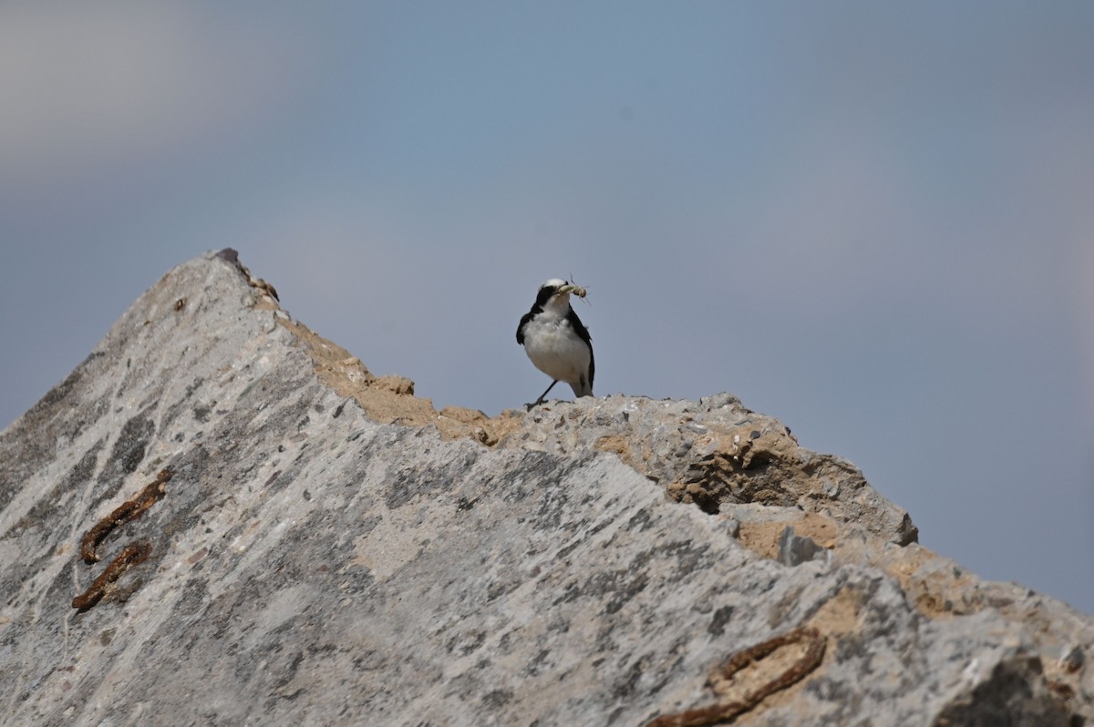 Pied Wheatear - ML638057796