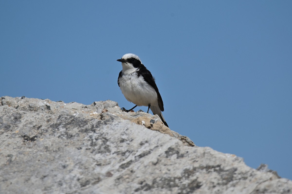 Pied Wheatear - ML638057798
