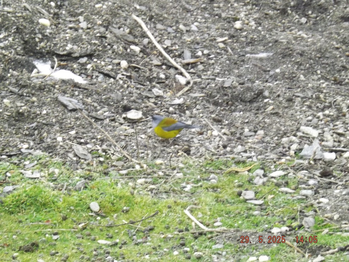 Patagonian Sierra Finch - ML638057803