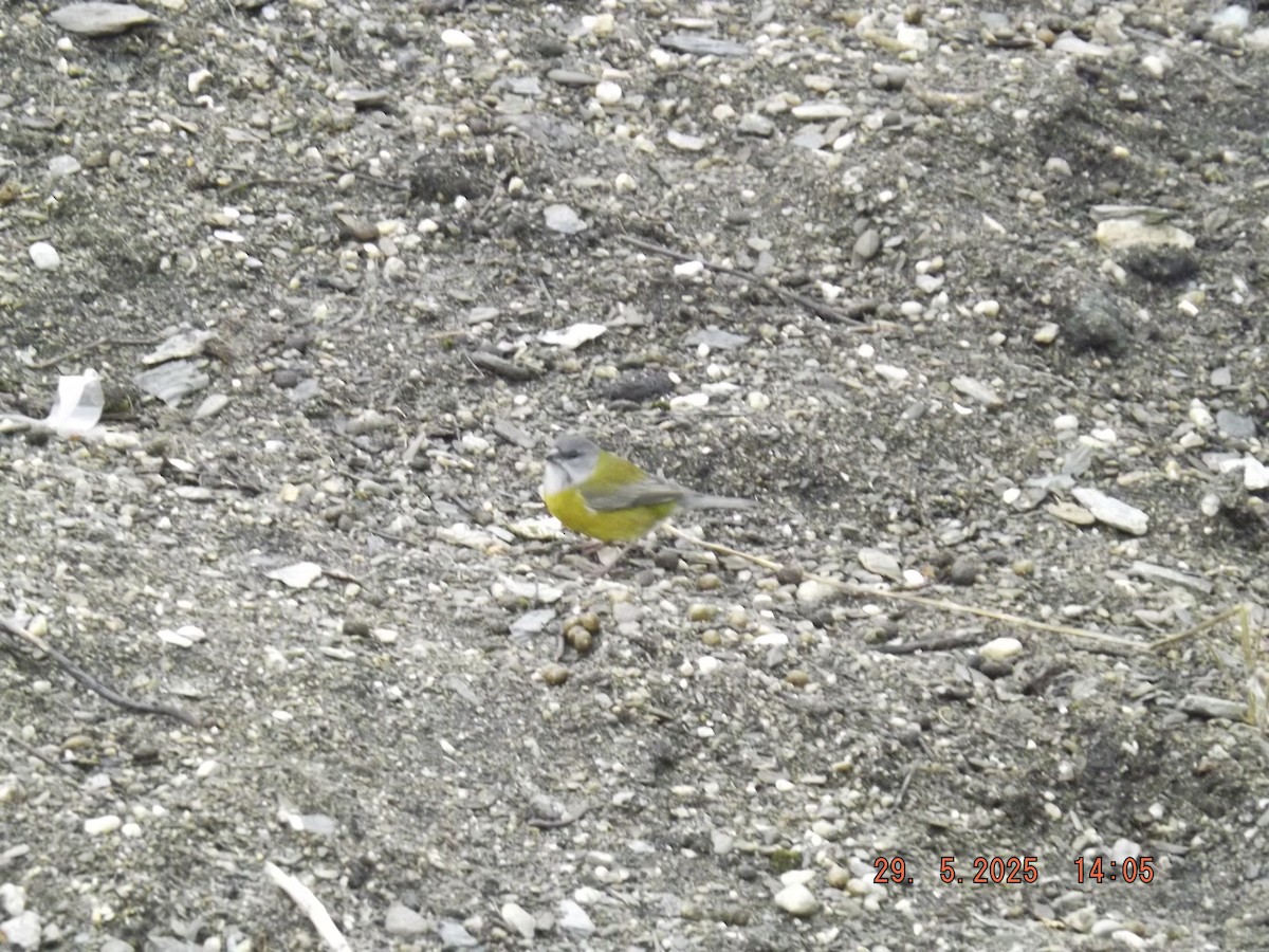 Patagonian Sierra Finch - ML638057804