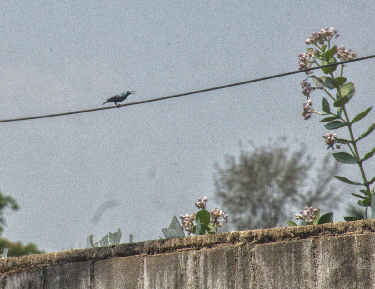 Loten's Sunbird - ML638057811