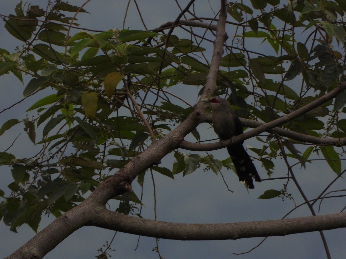 Green-billed Malkoha - ML638057815
