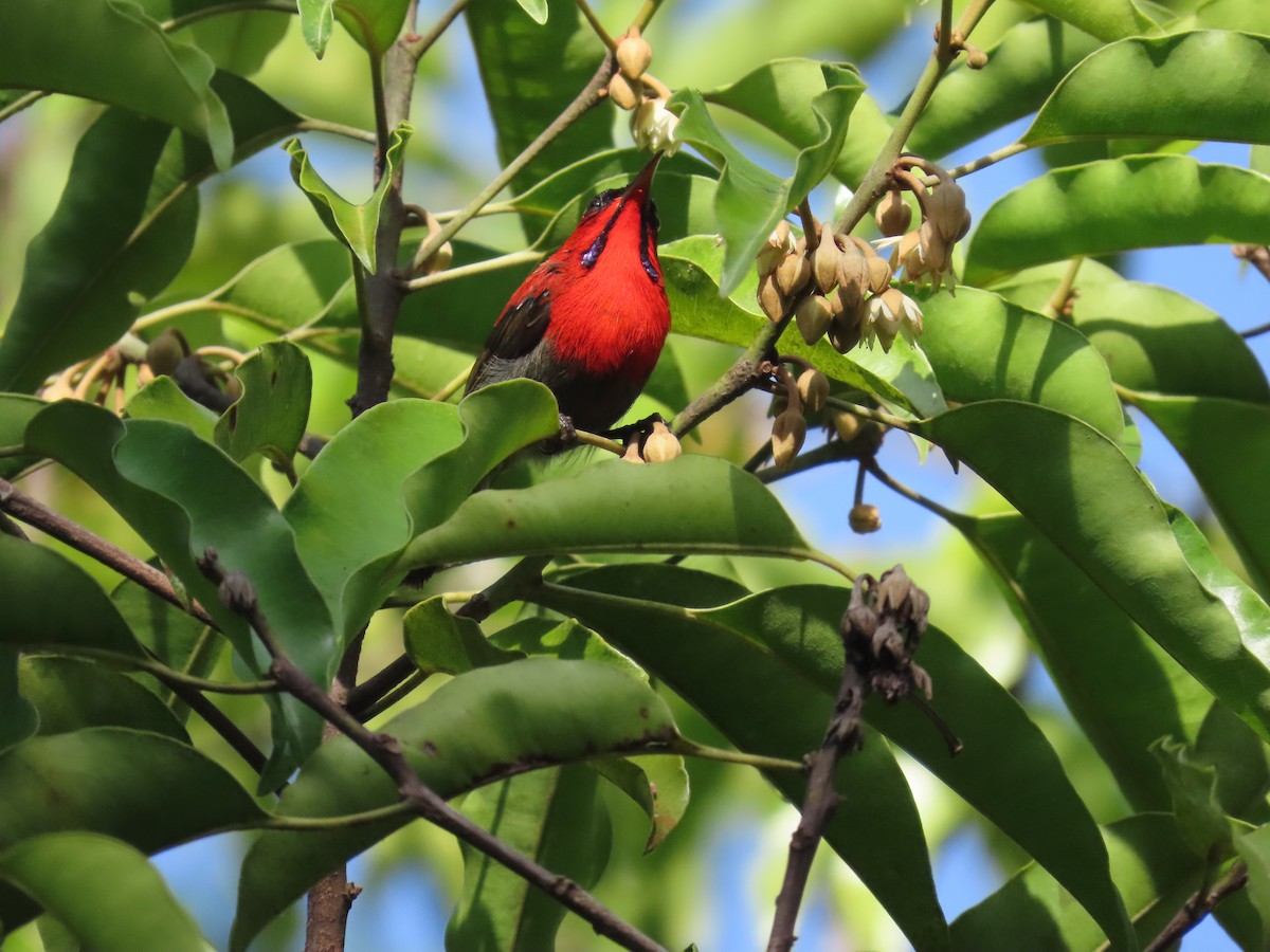 Crimson Sunbird - ML638057824