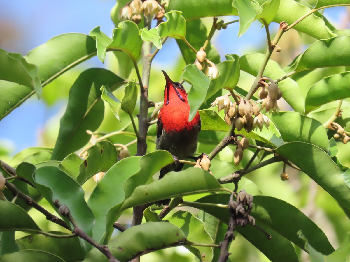 Crimson Sunbird - ML638057825