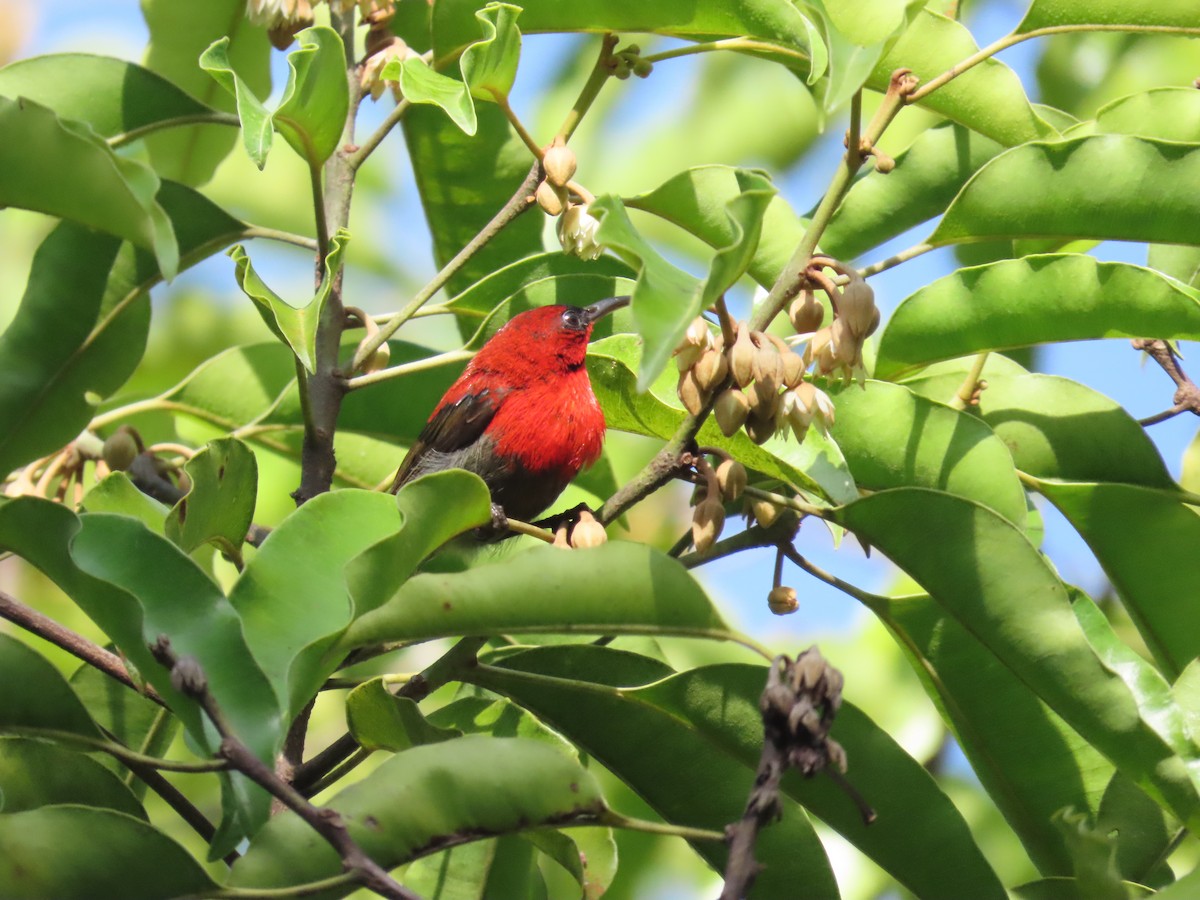 Crimson Sunbird - ML638057826