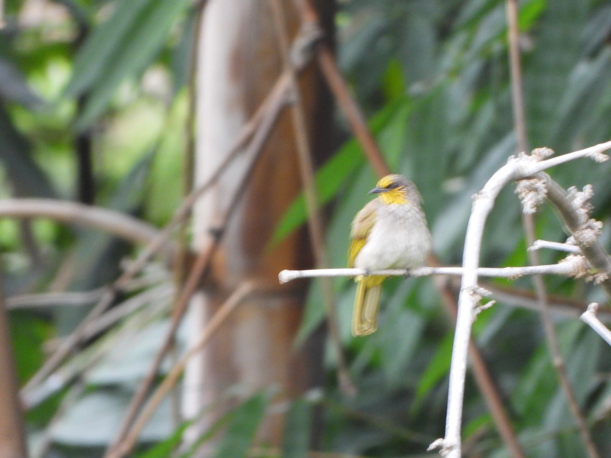 Stripe-throated Bulbul - ML638057833