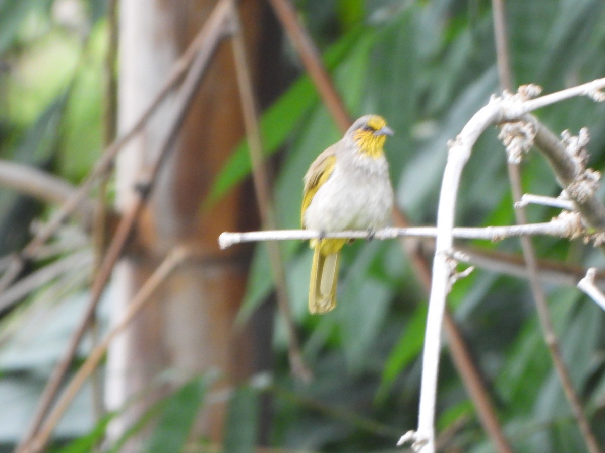 Stripe-throated Bulbul - ML638057836