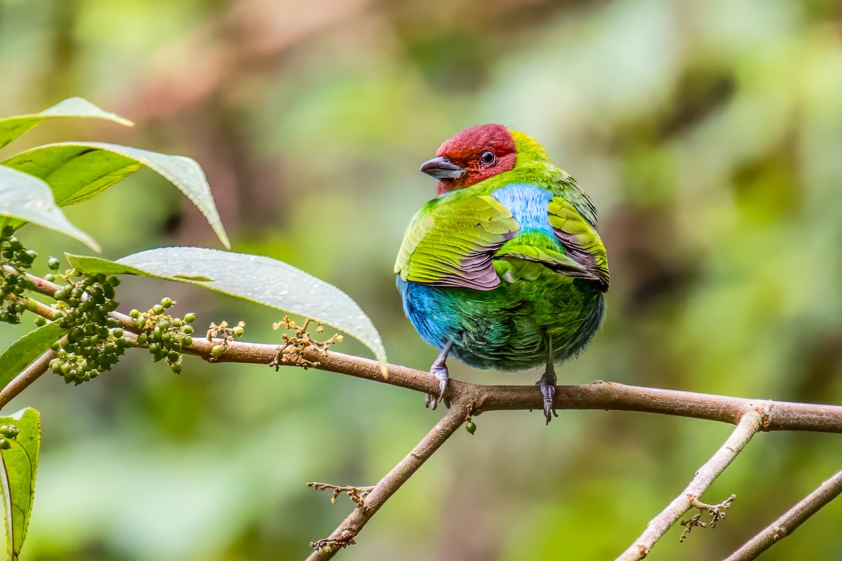 Bay-headed Tanager - ML638057840