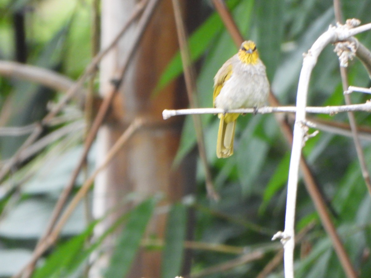 Stripe-throated Bulbul - ML638057841