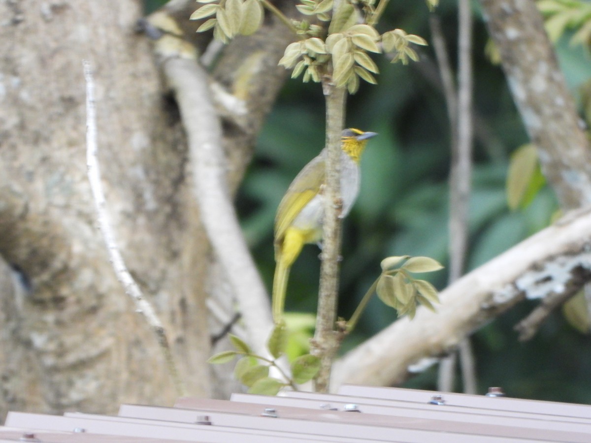 Stripe-throated Bulbul - ML638057846