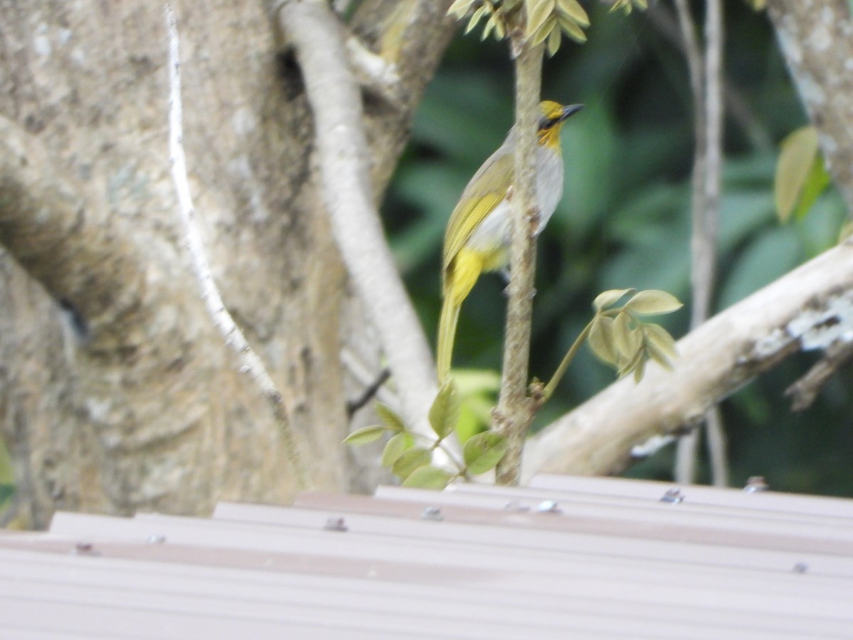Stripe-throated Bulbul - ML638057848