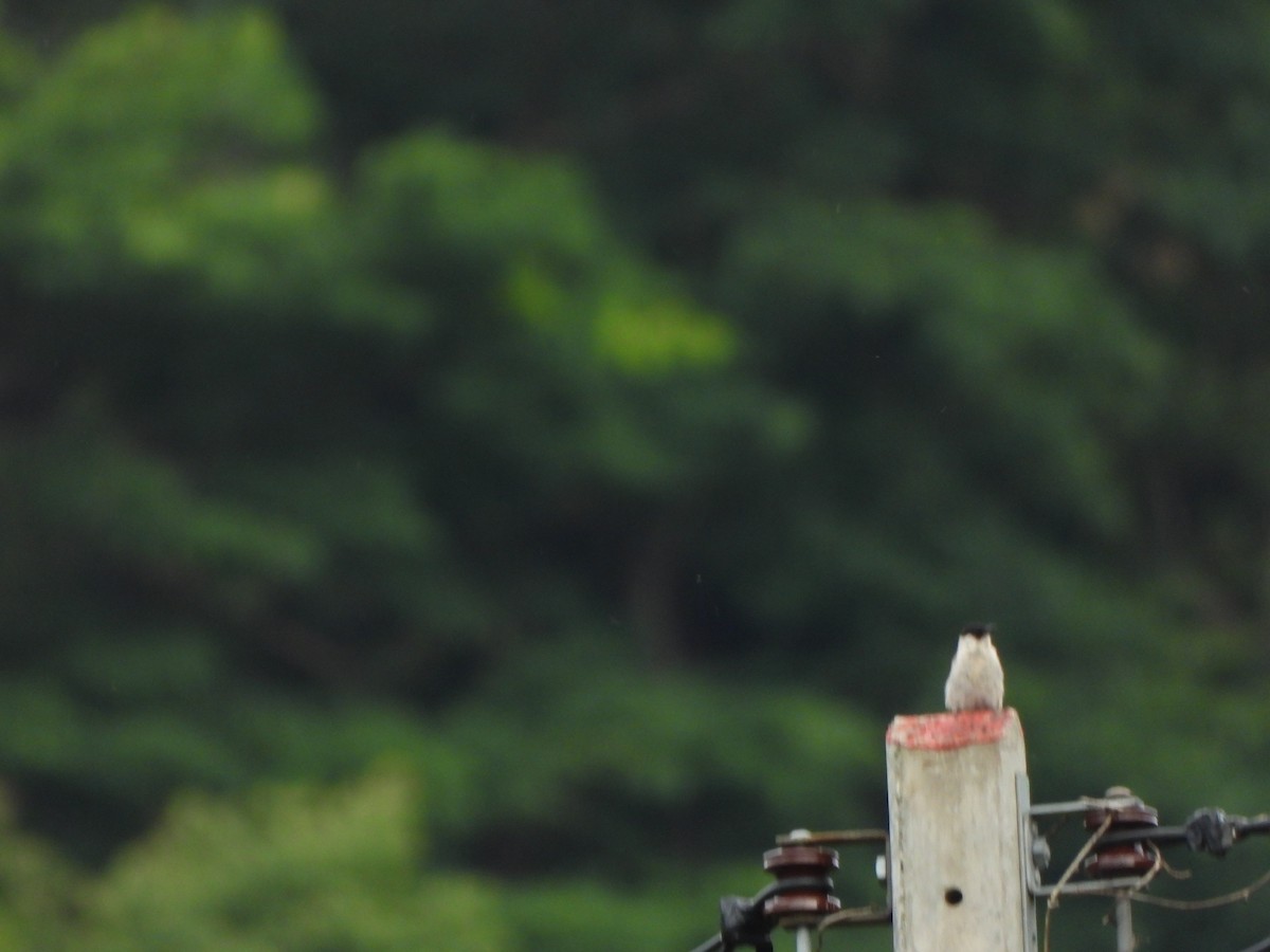Sooty-headed Bulbul - ML638057856
