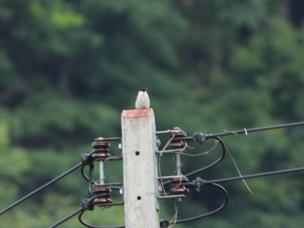 Sooty-headed Bulbul - ML638057857