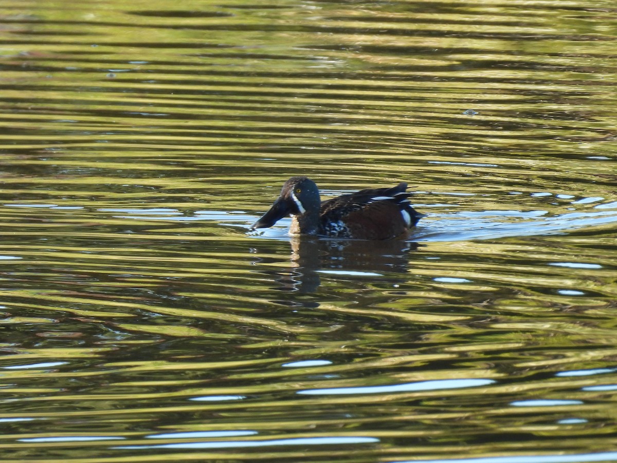 Australasian Shoveler - ML638057867