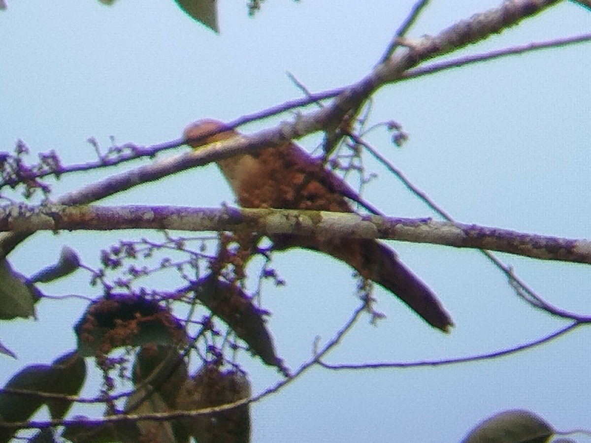 Little Cuckoo-Dove - ML638057886