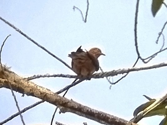 Little Cuckoo-Dove - ML638057887