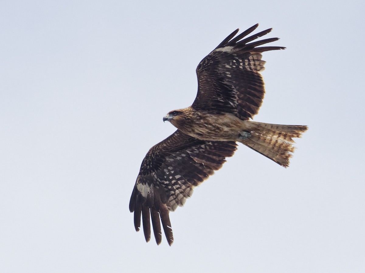 Black Kite (Black-eared) - ML638057891