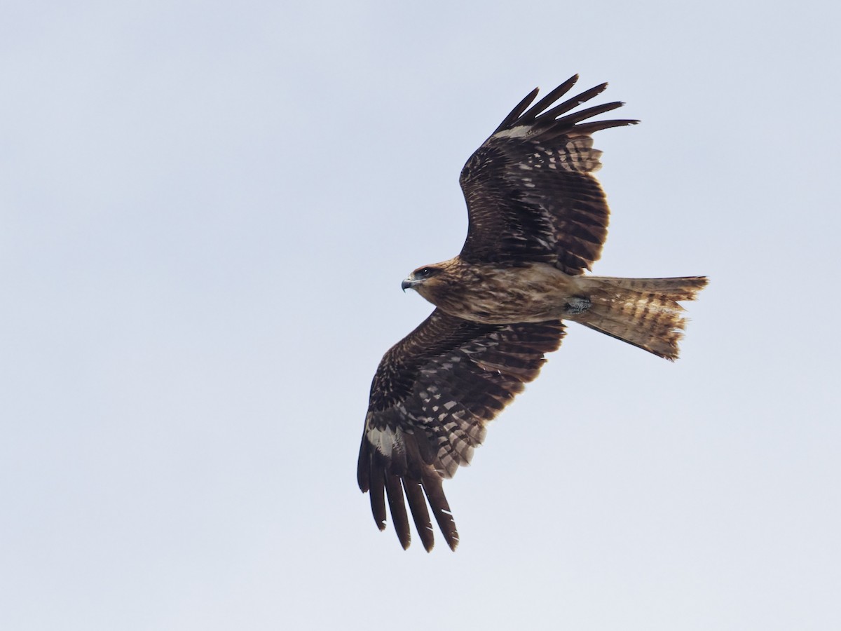 Black Kite (Black-eared) - ML638057892