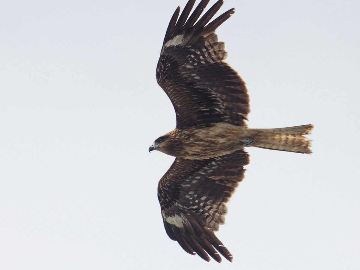 Black Kite (Black-eared) - ML638057893
