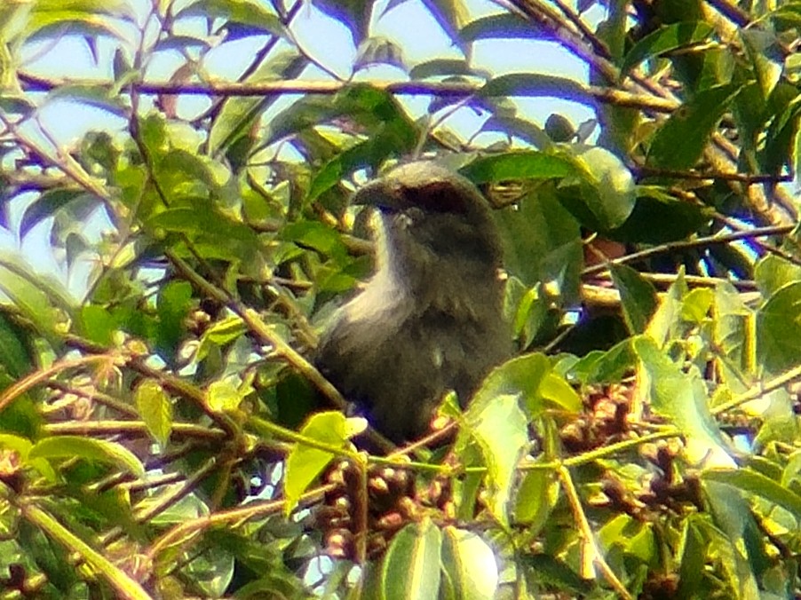 Green-billed Malkoha - ML638057900