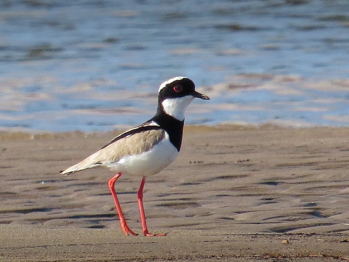 Pied Plover - ML638057939