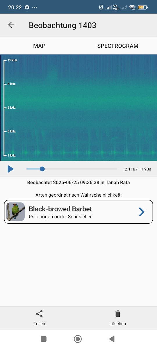 Black-browed Barbet - ML638057943