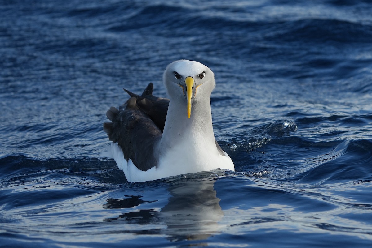 Buller's Albatross - ML638057951