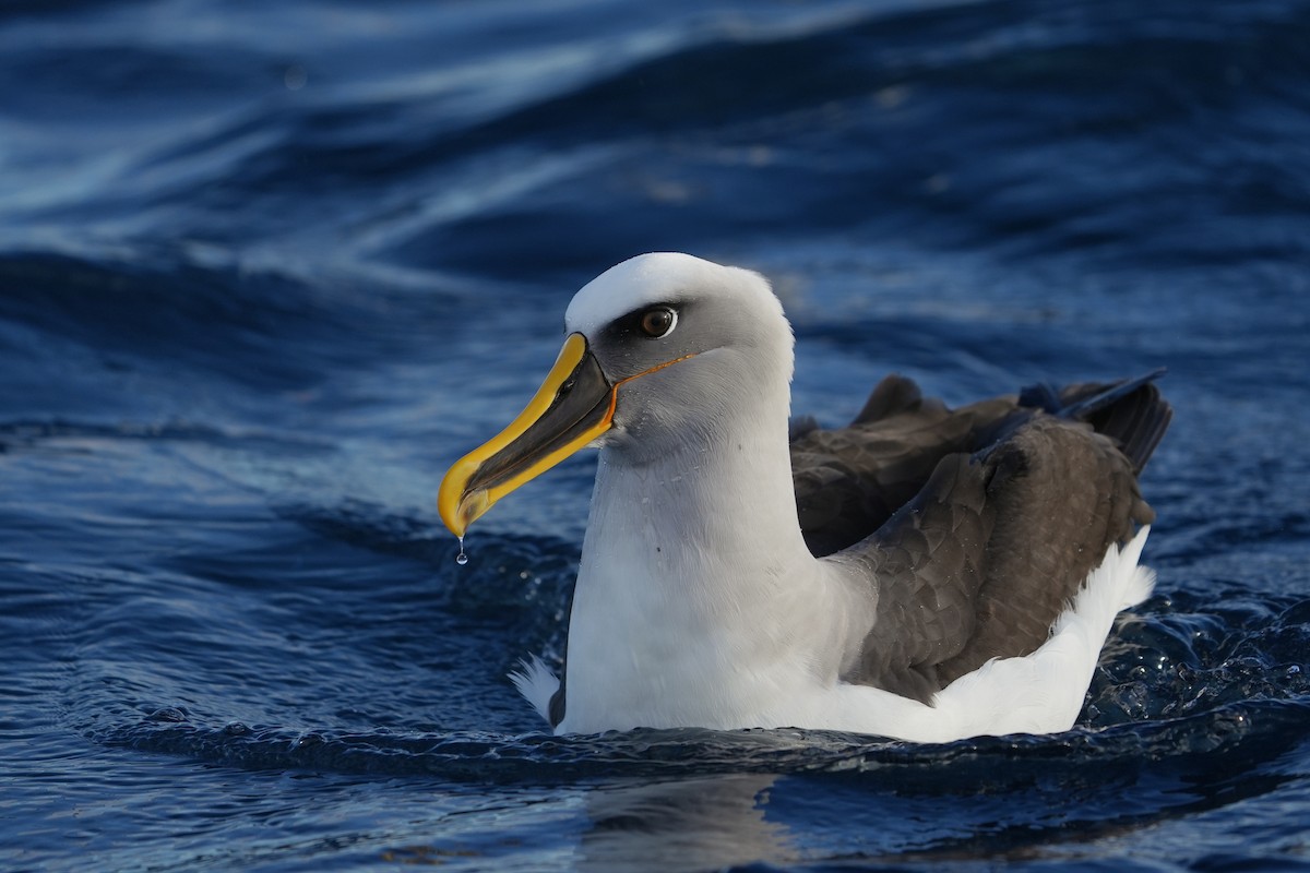 Buller's Albatross - ML638057952
