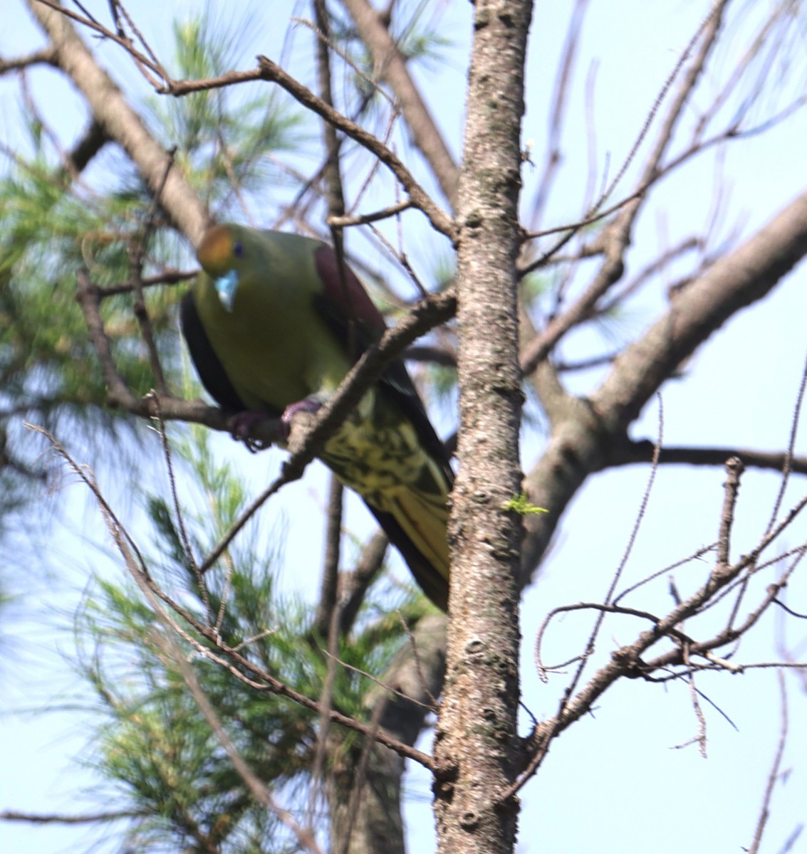 Whistling Green-Pigeon - ML638057973