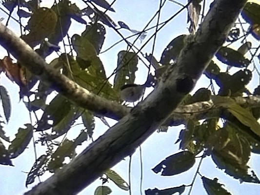 White-browed Shrike-Babbler - ML638057976