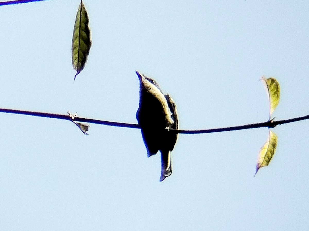 Bar-winged Flycatcher-shrike - ML638057983