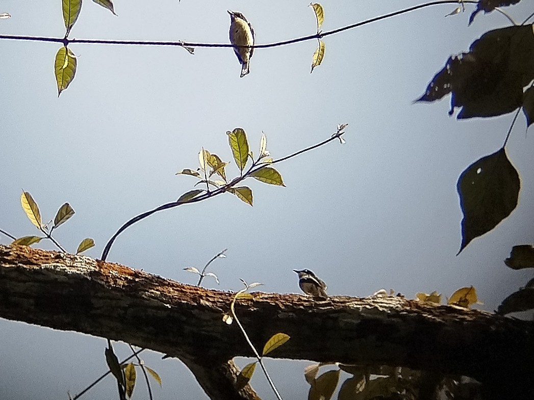 Bar-winged Flycatcher-shrike - ML638057984