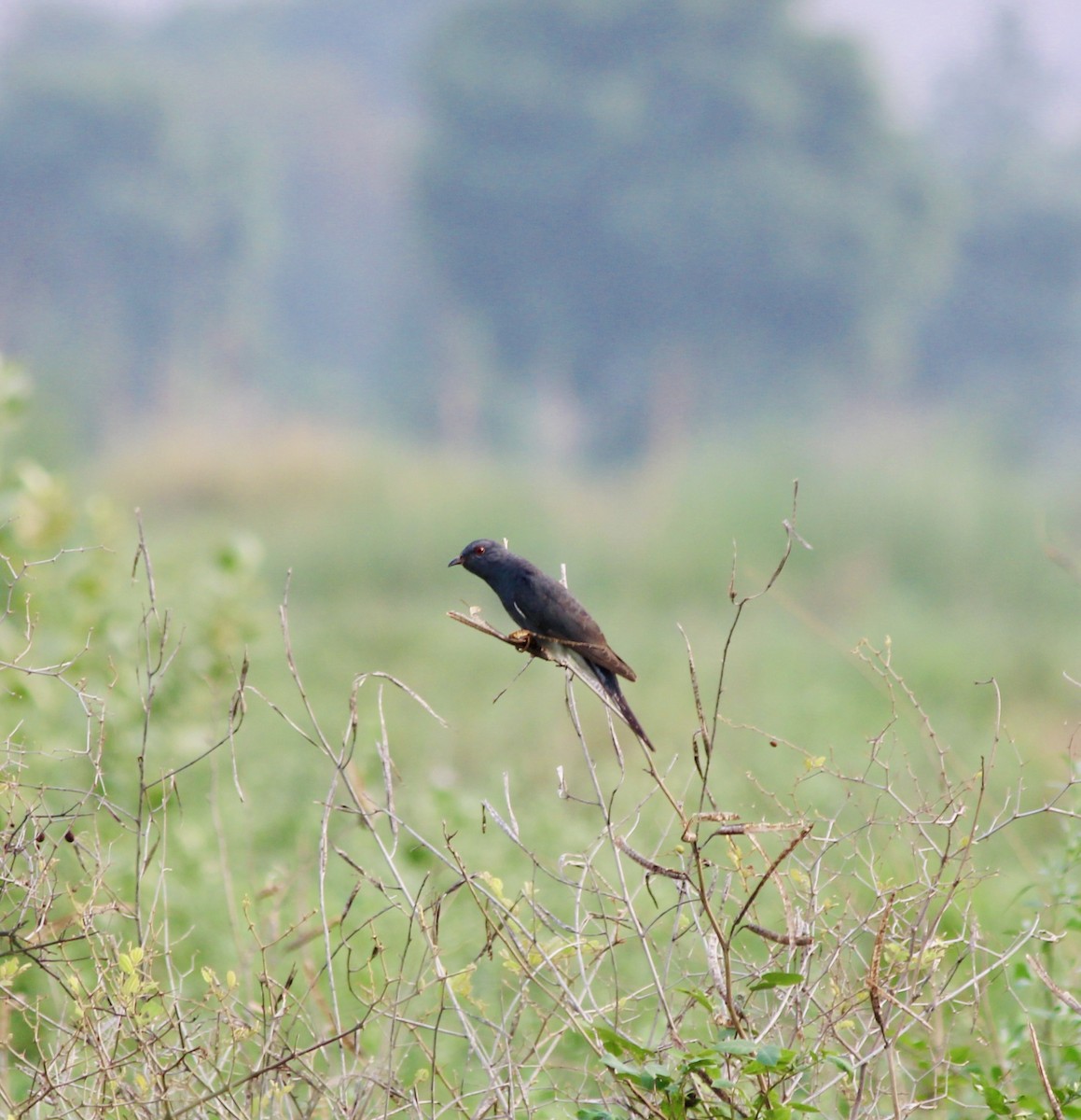 Gray-bellied Cuckoo - ML638057997