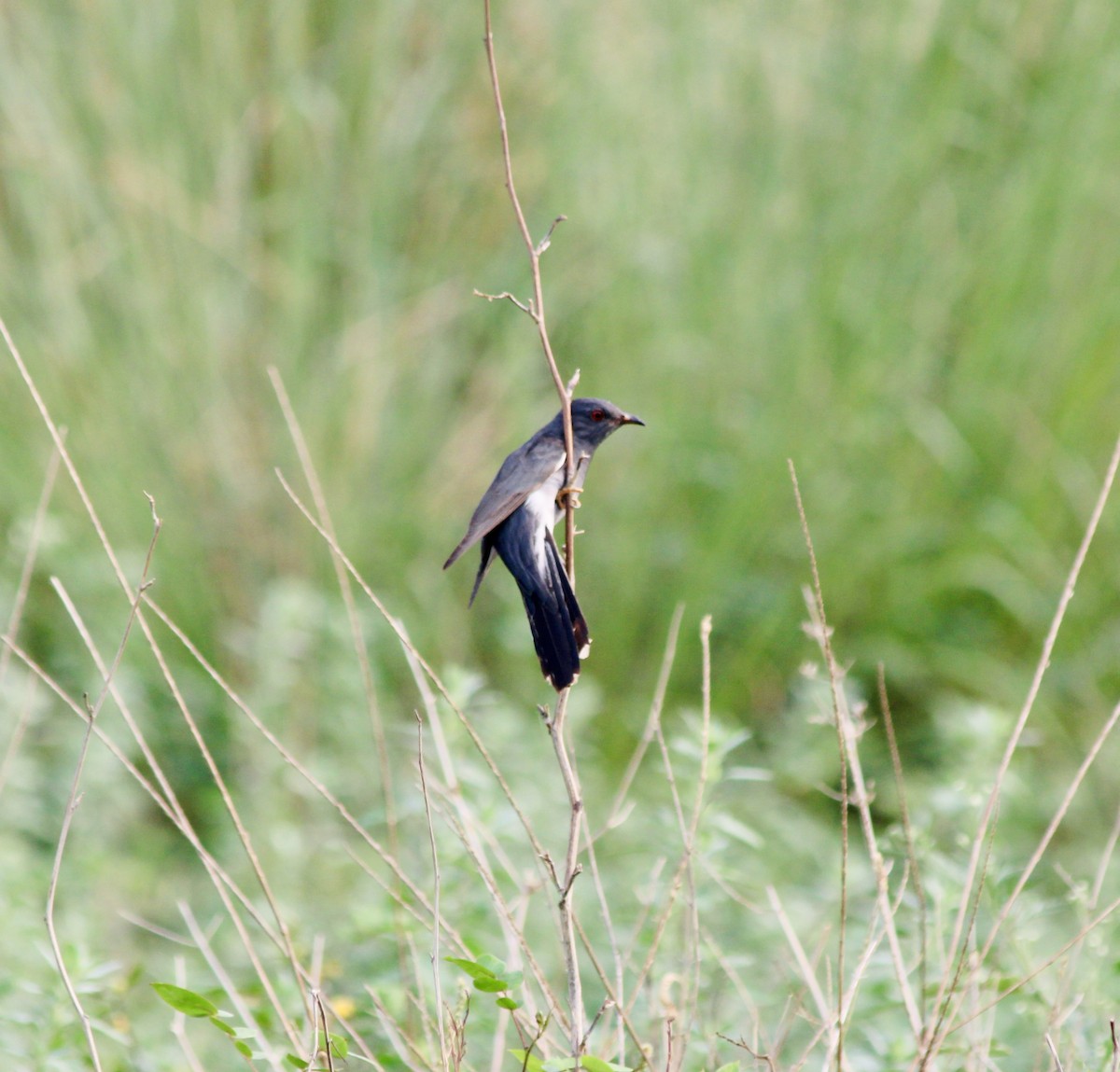 Gray-bellied Cuckoo - ML638057998