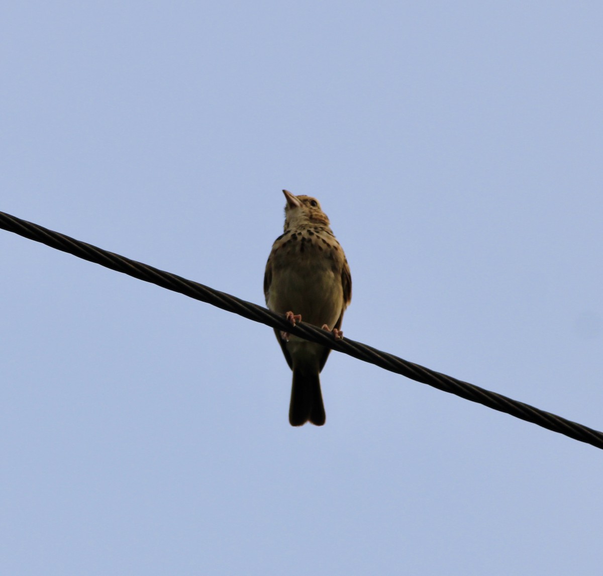 Indian Bushlark - ML638058004