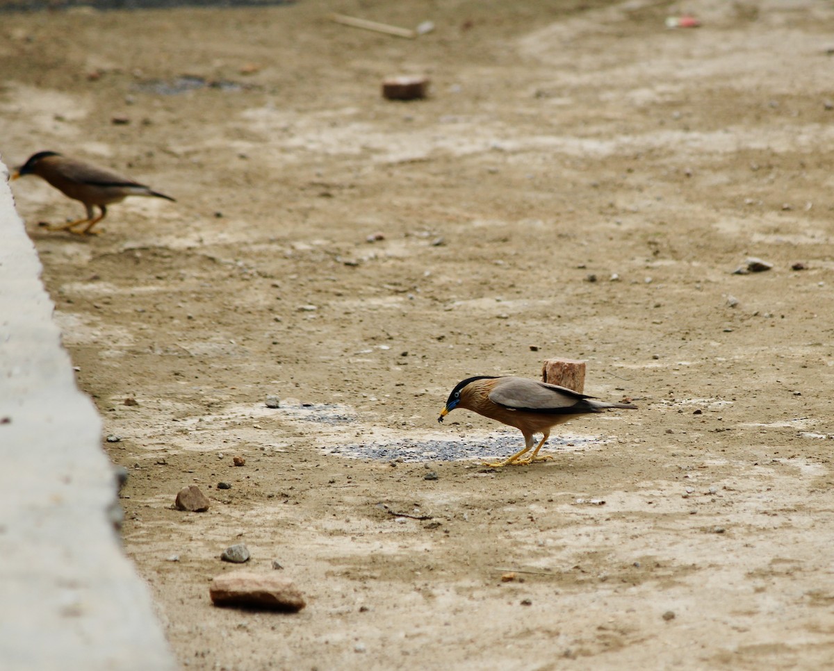 Brahminy Starling - ML638058019