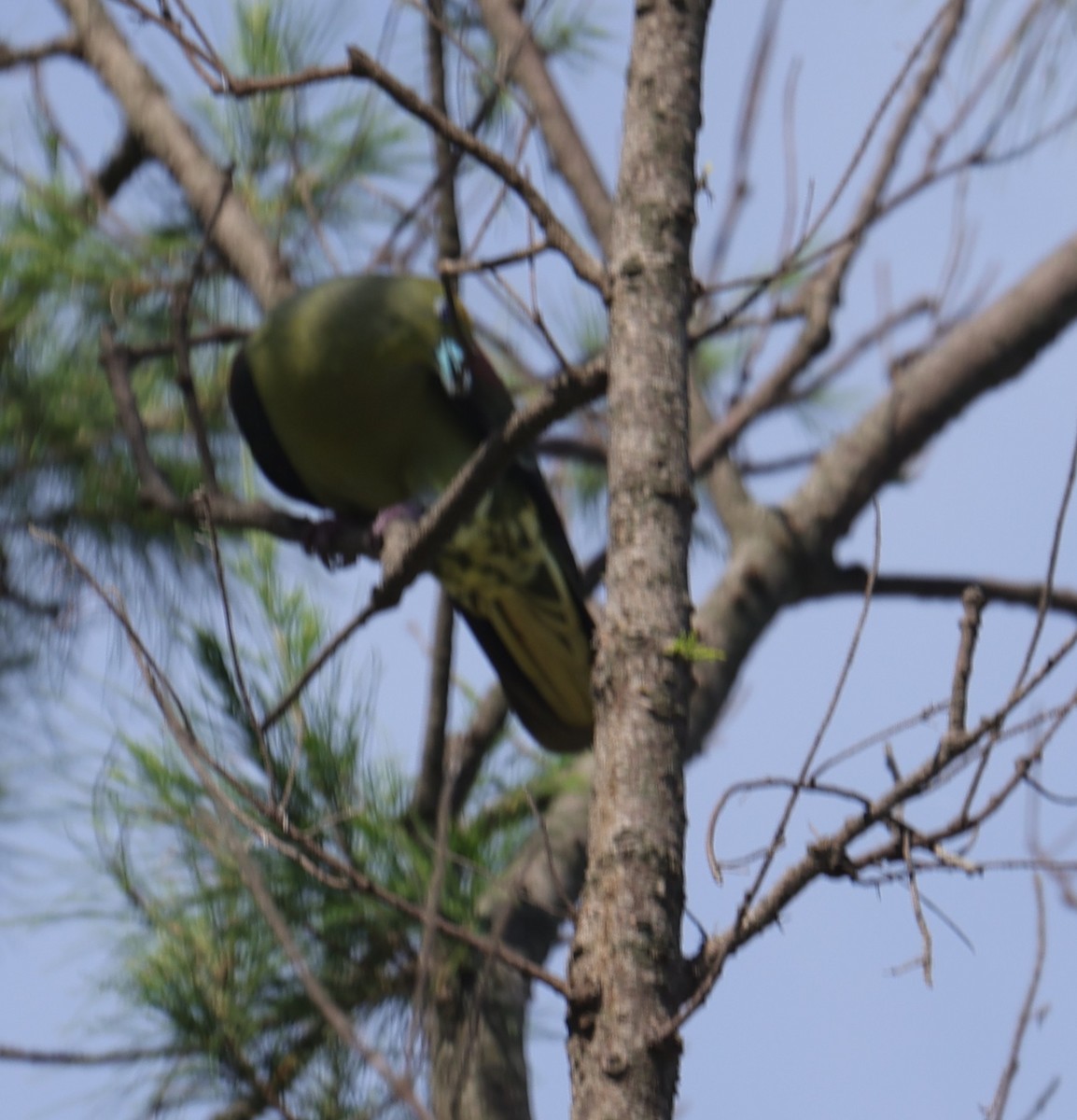 Whistling Green-Pigeon - ML638058028