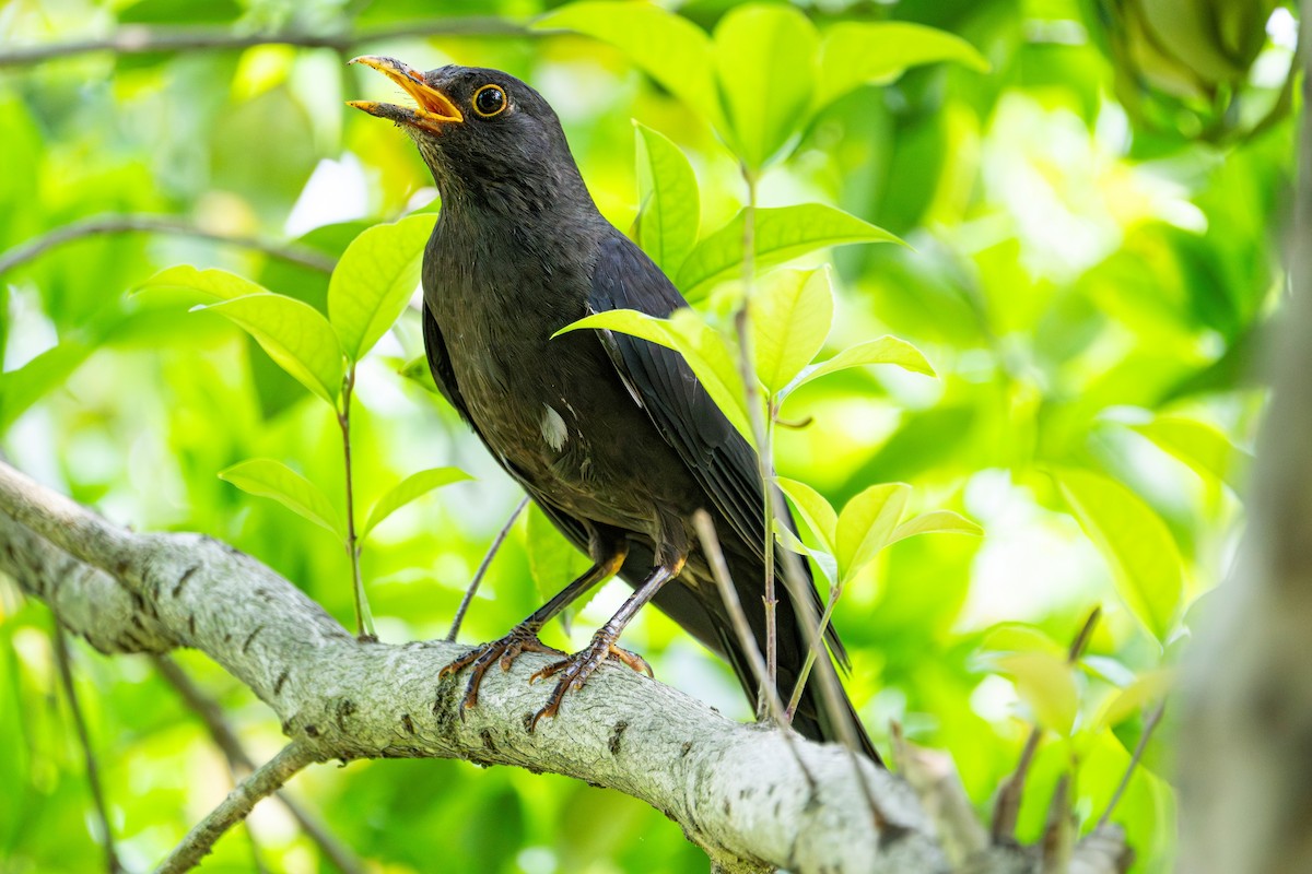 Chinese Blackbird - ML638058031