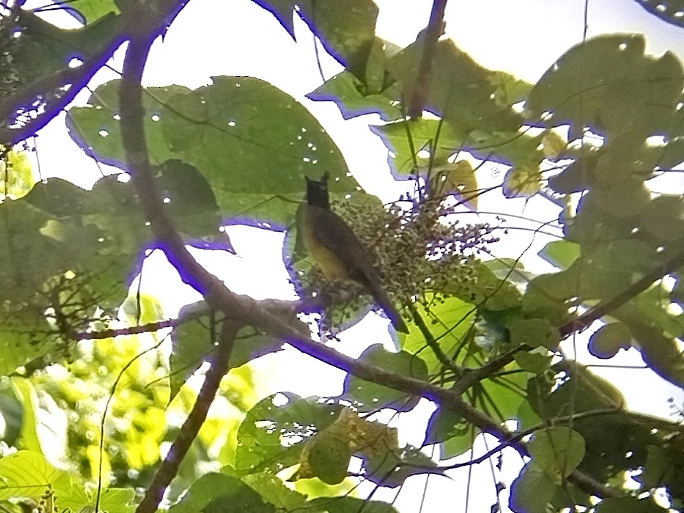 Bulbul à huppe noire - ML638058038