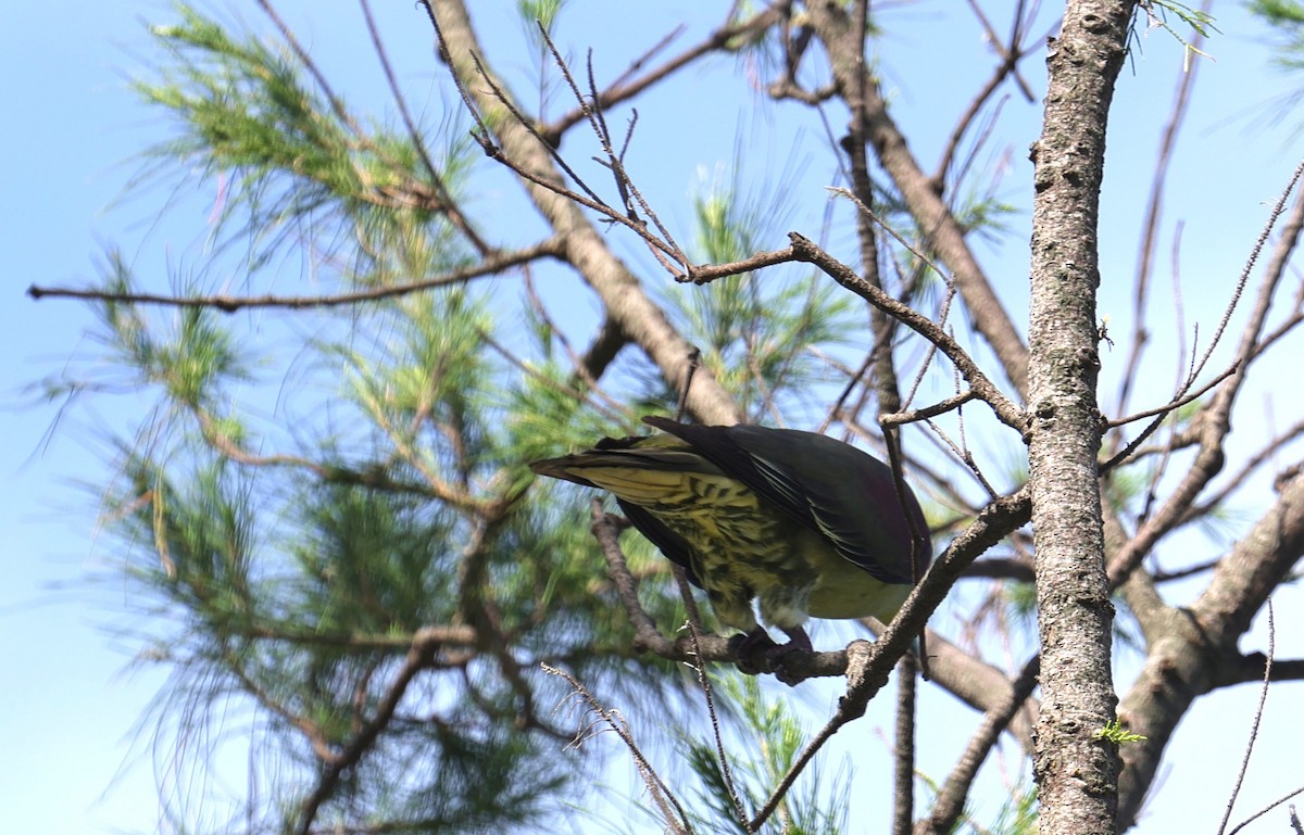 Whistling Green-Pigeon - ML638058040