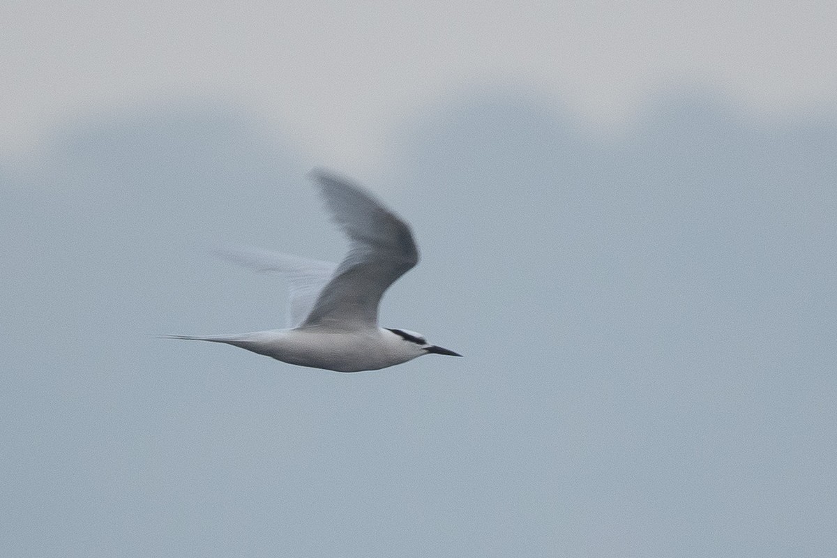 Black-naped Tern - ML638058048