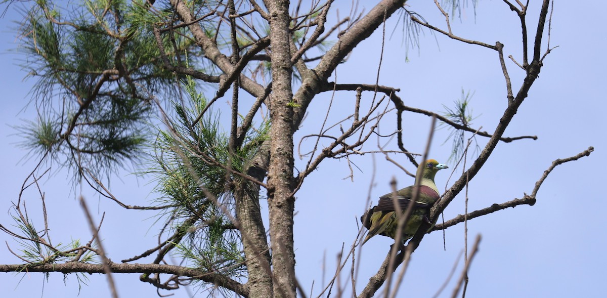 Whistling Green-Pigeon - ML638058054