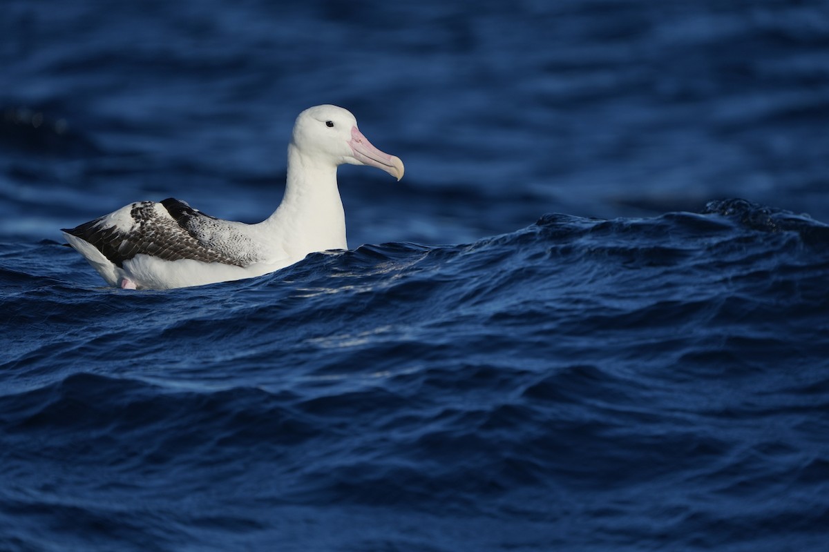 Southern Royal Albatross - ML638058059