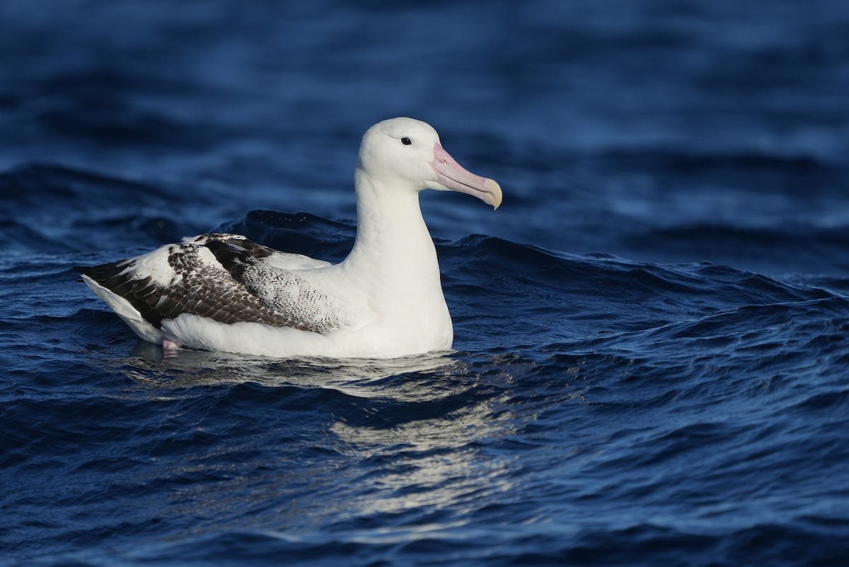 Southern Royal Albatross - ML638058060