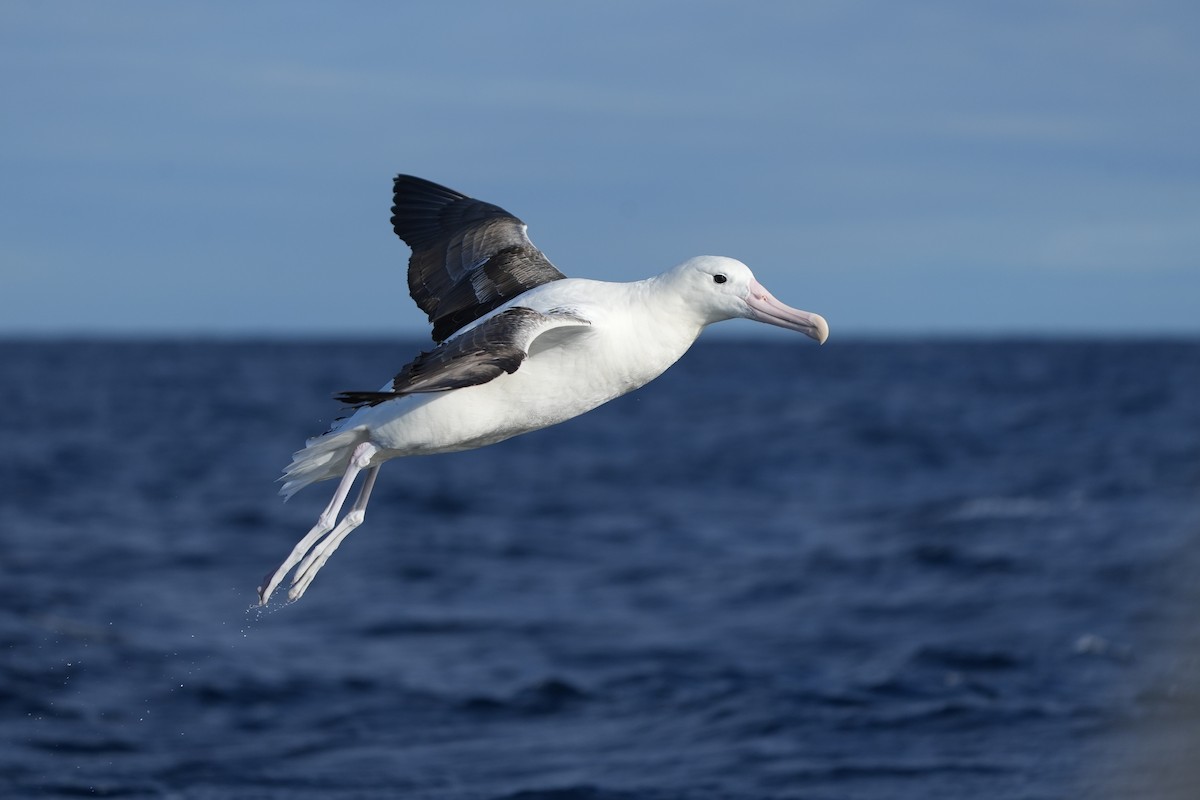 Southern Royal Albatross - ML638058092