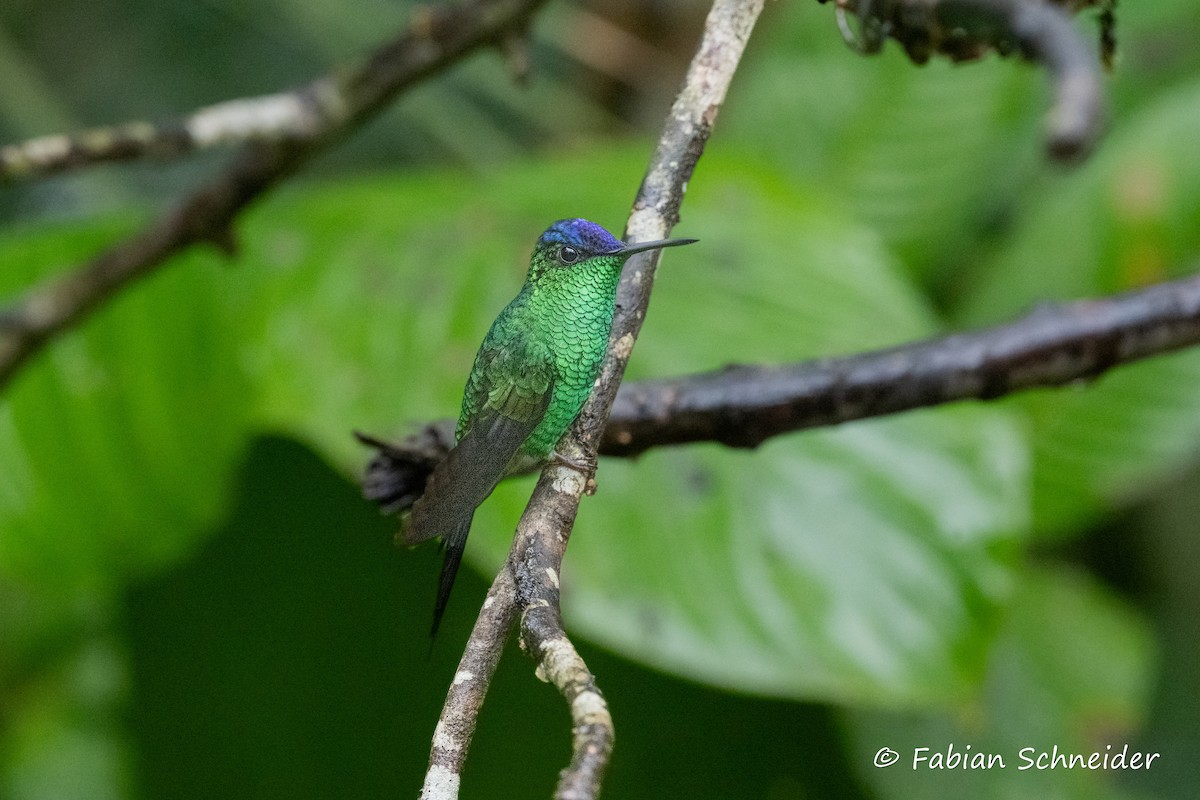 Violet-capped Woodnymph - ML638058104